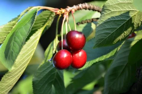 Cherry red Stock Photos