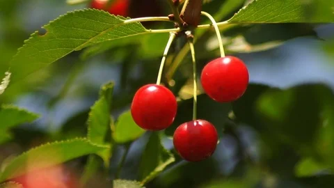 Cherry ripe branch red spring Stock Footage 73602411
