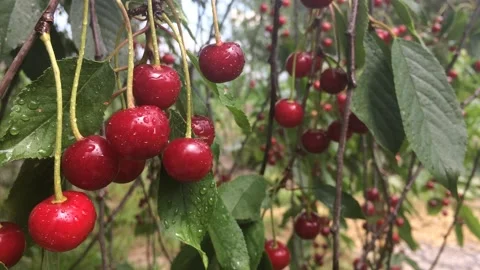 Cherry, ripe cherries on a tree branch, green leaves of a cherry tree Stock Footage 147104825