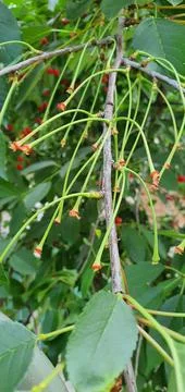 The cherry ripened on the tree and was plucked Stock Photos