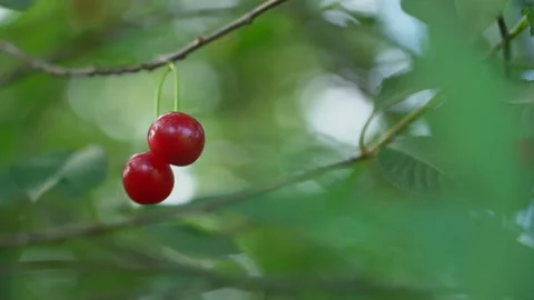 Cherry ripens and turns red in summer garden on tree Stock Footage 239938790