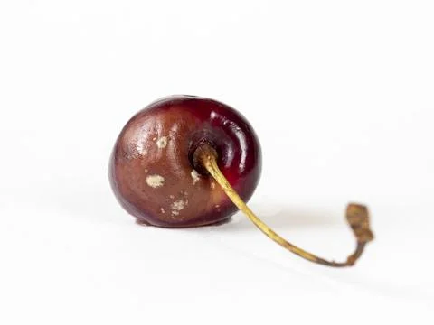 Cherry with rot isolated on a white background. Expired fruit, clay, spoiled  Stock Photos