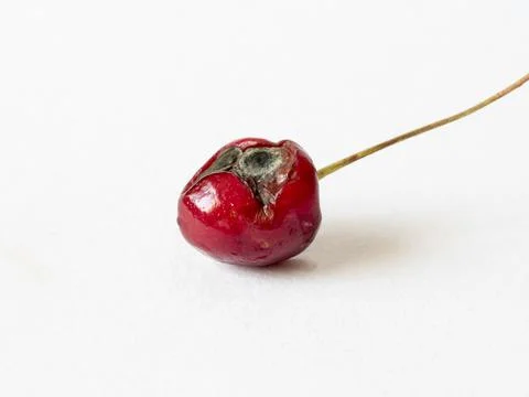 Cherry with rot isolated on a white background. Expired fruit, clay, spoiled  Stock Photos