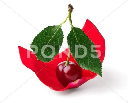 Cherry like sail in rose petals Stock Photos