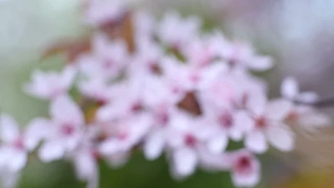 Cherry Sakura Blossom Flowers In Spring Macro Closeup Stockbeeldmateriaal 88474538