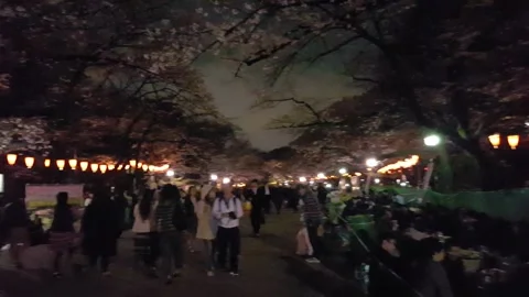 The Cherry (Sakura) blossoms Stock Footage 231682310