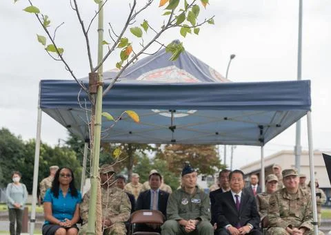 A cherry sapling is propped against a pole during a tree planting ceremony... Stock Photos
