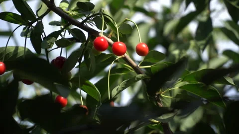 Cherry season. Various types of cherries on the trees of the cherry orchard Stock Footage 243523535