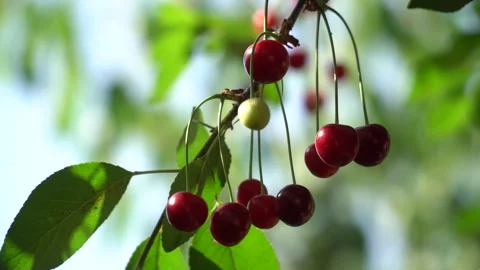 Cherry season. Various types of cherries on the trees of the cherry orchard Stock Footage 243523592
