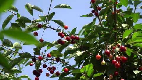 Cherry season. Various types of cherries on the trees of the cherry orchard Stock Footage 243523853