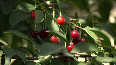 Cherry season. Various types of cherries on the trees of the cherry orchard Stock Footage 243524233