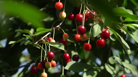 Cherry season. Various types of cherries on the trees of the cherry orchard Vidéo 243524246