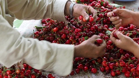 Cherry selective workers 2 Stock Footage 93115125