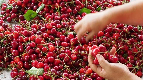 Cherry selective workers 3 Stock Footage 93111237