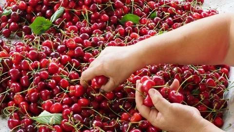 Cherry selective workers 4 Stock Footage 93116324