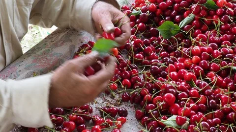 Cherry selective workers 5 Stock Footage 93113123
