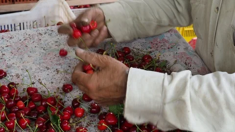 Cherry selective workers 6 Stock Footage 93112580