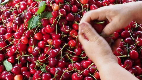 Cherry selective workers 7 Stock Footage 93113257