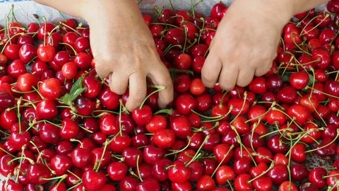 Cherry selective workers Stock Footage 93114148