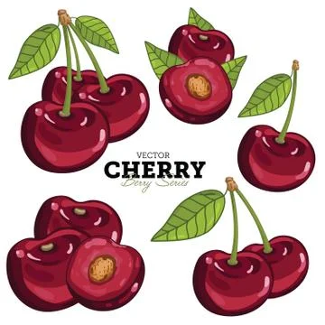 Cherry Set, Vector. Stock Illustration