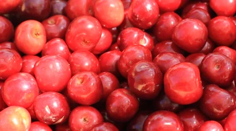 Cherry in the shadow Stock Footage 42694588