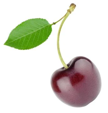 Cherry with sheet Stock Photos