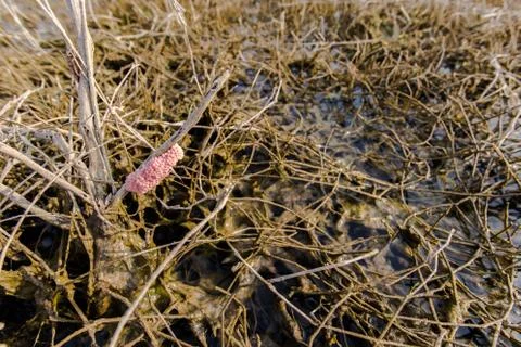 Cherry shells Stock Photos
