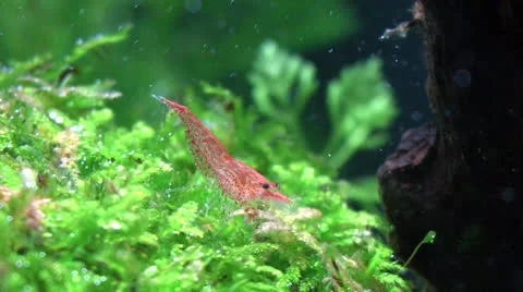 Cherry Shrimp Stock Footage 24168103