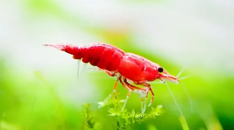 Cherry shrimp Stock Footage 63256700