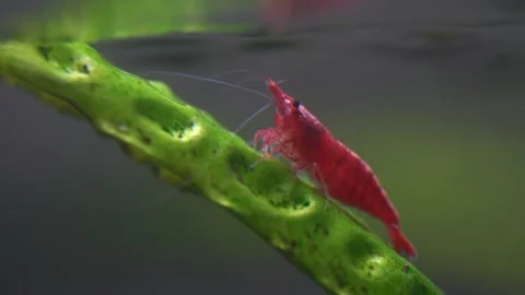 Cherry shrimp Stock Footage 215792922