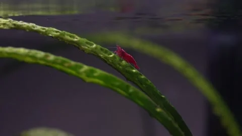 Cherry shrimp Stock Footage 216604142