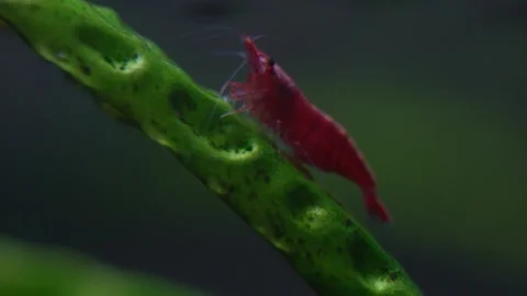 Cherry shrimp Stock Footage 216604866