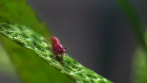 Cherry shrimp Stock Footage 216618244