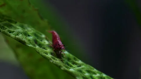 Cherry shrimp Stock Footage 216618412