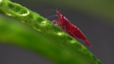 Cherry shrimp Stock Footage 216648644