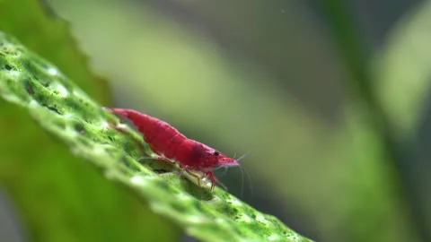 Cherry shrimp Stock Footage 216650552