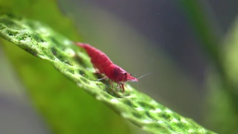 Cherry shrimp Stock Footage 216650905
