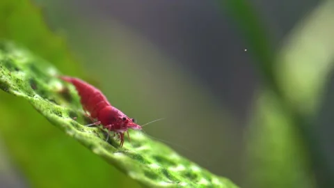 Cherry shrimp Stock Footage 216651532