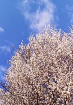 Cherry shrub or tree blooming with white flowers against blue sky on sunny day Stock Photos