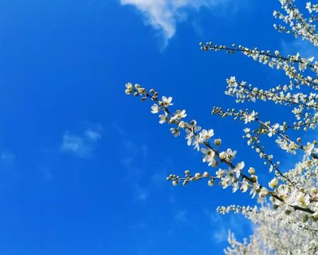 Cherry shrub or tree blooming with white flowers against blue sky on sunny day Stock Photos