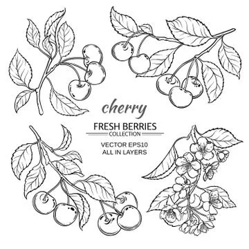 Cherry sketch set Stock Illustration
