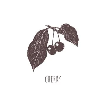 Cherry sketch vector illustration. Stock Illustration