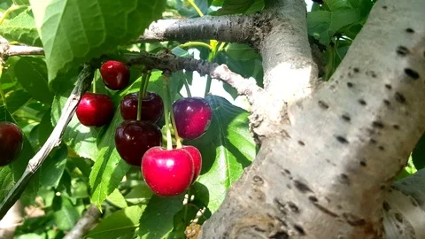 Cherry from spain Stock Footage 115112752