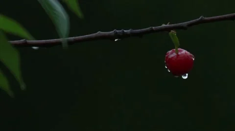 Cherry sprayed raindrops 486 Stock Footage 58063901