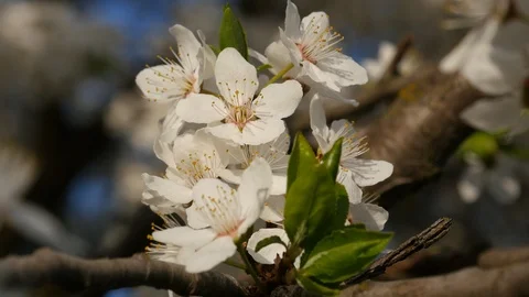 Cherry spring beautiful flowers close up Stock Footage 107192681