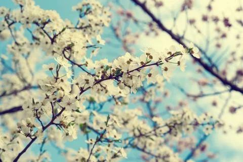 Cherry spring flowers Foto stock