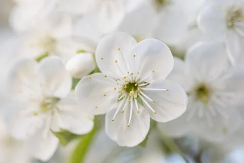 Cherry spring flowers Foto stock