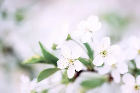 Cherry spring flowers Stock Photos