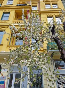 Cherry - Spring Stock Photos