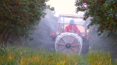 Cherry sprinkling in spring. Stock Footage 51775639